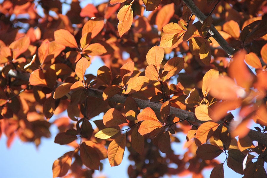 orange leaves on tree